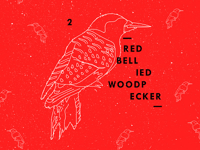 Red Bellied Woodpecker animal bird goldfinch illustration pattern sketch texture wacom
