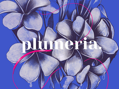 plumeria illustration flower illustration logo package pencil plumeria procreate