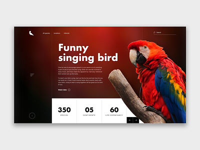 Singing bird art design illustration interface design landing page design ui webdeisgn