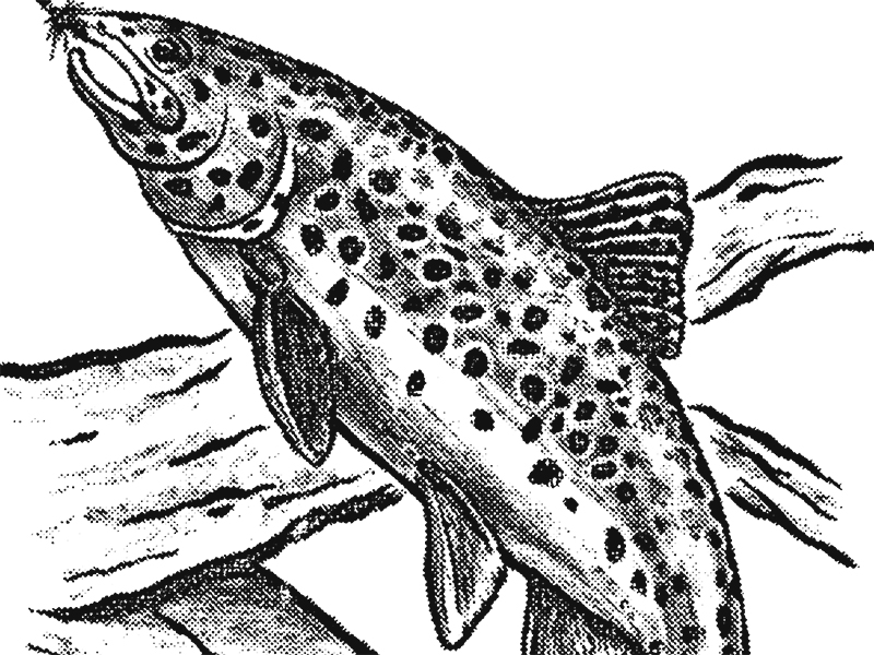 Browse thousands of Trout Logo images for design inspiration