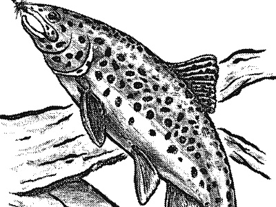 Brook Trout fish illustration painting texture
