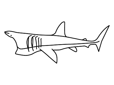 Basking Shark basking design icon illustration shark