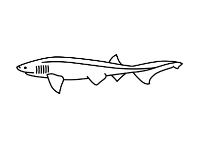 Blunt Nose Sixgill Shark