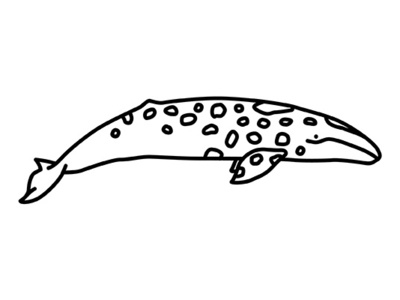 Grey Whale gray grey icon whale