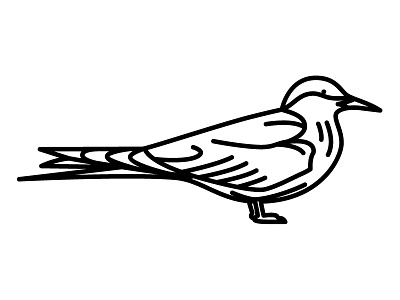 Arctic Tern arctic bird bird icon birds british design feathers illustration tern