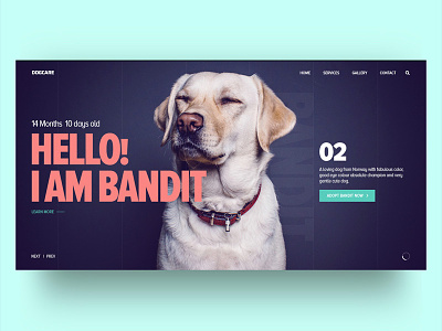 DogCare design dubaifreelancedesigner freelance designer landingpage ui ux webdesign website websitedesigner