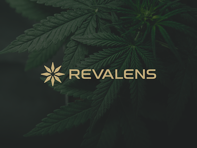 Revalens Branding applications brand branding cannbis green logo logotype plant plantations star ui weed