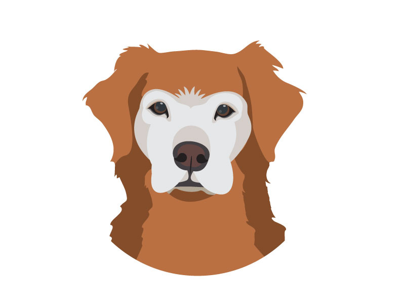 Golden Retriever Illustration bird dog sr dog golden retriever illustration dog