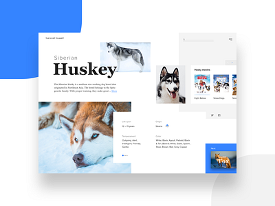 Siberian Huskey cards clean minimal responsive ui ux web design