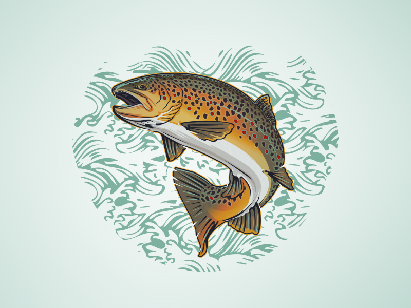 brown trout outline