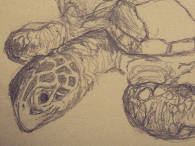 Myrtle grey museum pencil sketch turtle