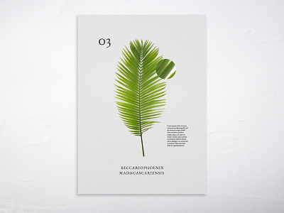 Magazine Ad minimal palm photography plant typography