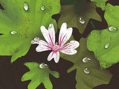 Malva sylvestris