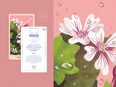 The Malva ★ Freshness botanical botany card deck flower freshness green illustration leaves nature pink plant print retro tarot texture vintage white wild