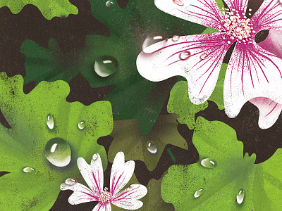 Malva sylvestris botanical botany card deck flower freshness green illustration leaves malva nature oracle pink plant print tarot texture vintage white wild