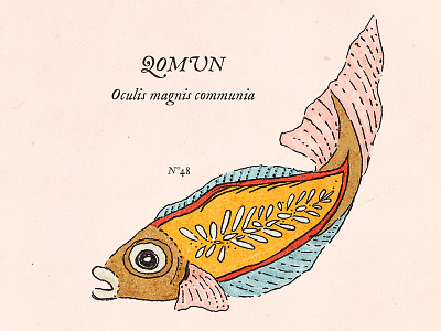 Oculis magnis anatomy antique botanical fakengravings fantastic fish fishes ichthyology illustration print science vintage