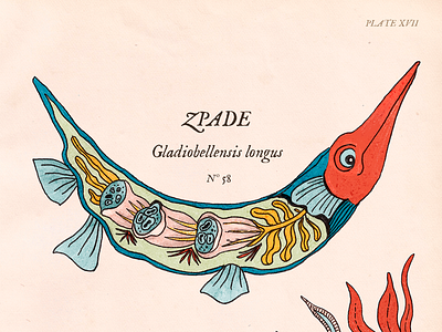 Zpade & Polyp anatomy antique botanical fakengravings fantastic fish fishes ichthyology illustration print science vintage