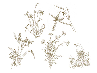 More Drawings birds cardinal daisies day lily drawing flowers graphite illustration mocking bird