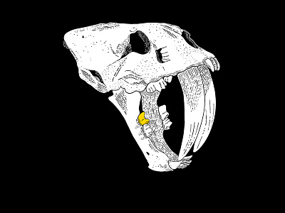 Gold Tooth Tiger animal disnosaursur extinct illustration procreate skull tiger