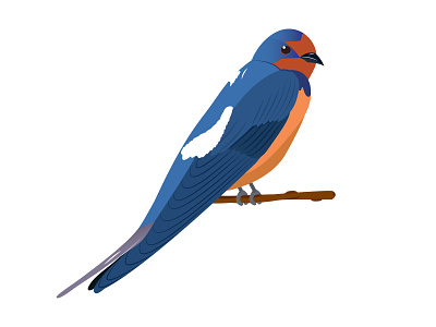 Kırlangıç bird bird illustration bird logo illustrator kuş kırlangıç turkey türkiye vector vector art