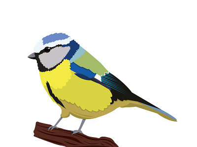 Baştankara bird bird illustration birdlove design dribbble illustration kus kuşlar turkey vector vector art