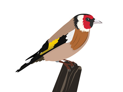 Saka Kuşu bird bird illustration kuş kuşlar sakakusu vector vector art