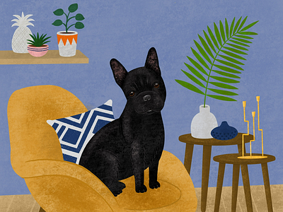 Black French bulldog portrait animals digital dog drawing illustration pet portrait procreate