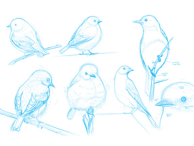 Eastern Bluebird studies bird eastern bluebird illustration sketchbook