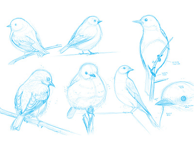 Eastern Bluebird studies