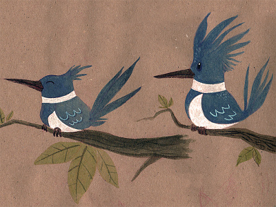 Belted Kingfisher Sketches belted kingfisher bird illustration kingfisher sketchbook watercolor