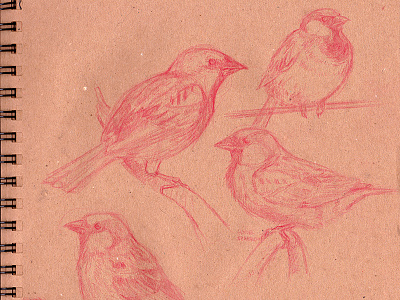 House Sparrow Sketches bird house sparrow illustration pencil sketchbook