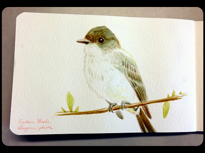 Eastern Phoebe bird eastern phoebe illustration sketchbook watercolor