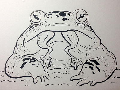 "Rana catesbeiana" american bullfrog frog illustration ink inktober sketchbook