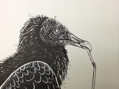 "Chitterlings" black vulture chitterlings illustration ink inktober sketchbook vulture