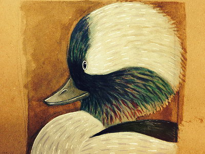 Bufflehead (Bucephala albeola) bird bufflehead duck illustration sketchbook watercolor
