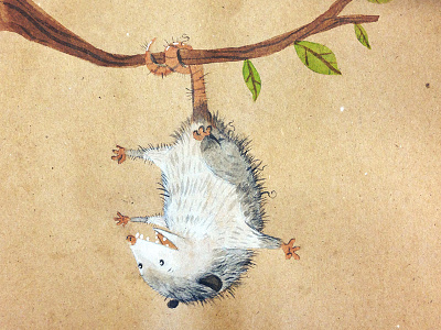 Opossum illustration opossum sketchbook watercolor