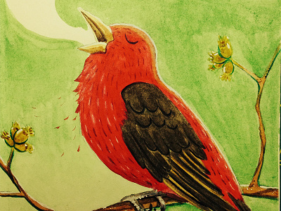 Scarlet Tanager (Piranga olivacea) bird illustration scarlet tanager sketchbook watercolor