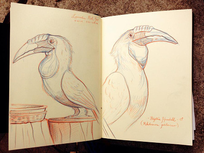Blyth's Hornbill hornbill illustration lincoln park zoo pencil sketchbook