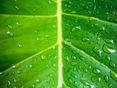 After the Rain leaf photo photographers photography rain