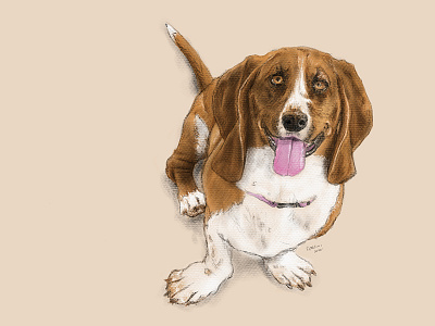 Daisy Dog apple pencil dog hound illustration ipad pro procreate app