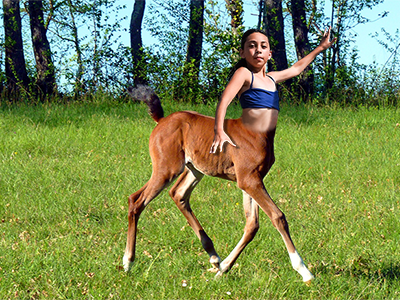 Centaur centaur fantasy mix photoshop