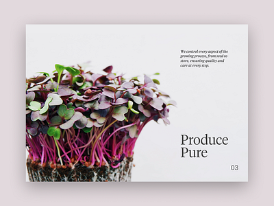 Pure branding design layout minimal type typography web webdeisgn website