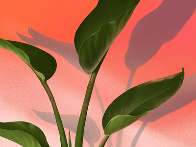 Strelitzia reginae illustration