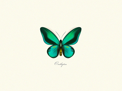 Ornithoptera Butterfly