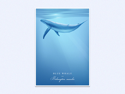 Blue Whale blue whale conservation deep giant illustration mammal nature ocean sea underwater vector wildlife