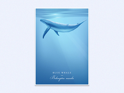 Blue Whale