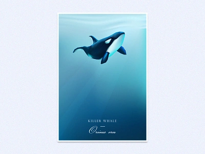 Orca Whale blue conservation illustration killer whale ocean oceanic orca whale poster underwater vector