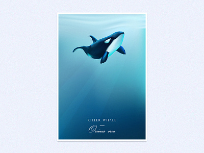 Orca Whale blue conservation illustration killer whale ocean oceanic orca whale poster underwater vector
