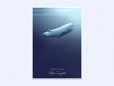 Sperm Whale animal blue cetacean giant illustration marine life ocean predator sea sperm whale underwater vector