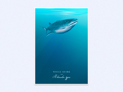 Whale Shark animal conservation creature fish giant illustration ocean surface swimming underwater vector whale shark